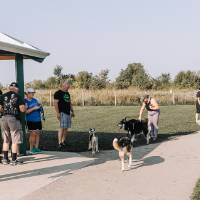 alumni meet at dog park with dogs